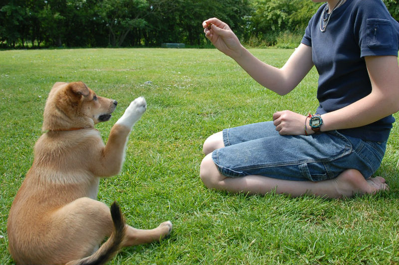 dog trainer-smaller